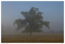 Early Morning Oak