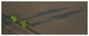 Arable Cambridgeshire