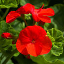 Scarlet Geranium