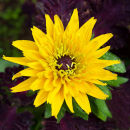Yellow Rudbeckia