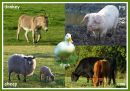 The Farmyard