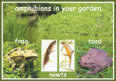 Garden Amphibians