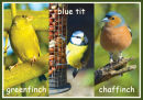 Garden Birds