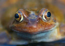 Frog Eyes