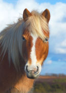 New Forest Pony