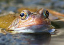 Frog & Spawn