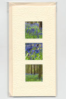 Bluebell Woods 