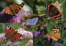 Butterfly Medley