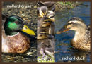 Mallard Family