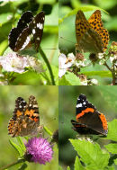 Woodland Butterflies