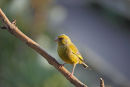 01D-0267 Greenfinch Carduelis chloris
