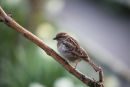 01D-0278 Female House Sparrow Passer Domesticus