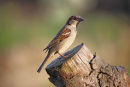 01D-0297 Male House Sparrow Passer Domesticus