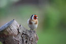 01D-0301 Goldfinch Carduelis carduelis
