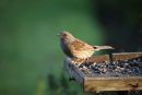 01D-0304 Dunnock Prunella Modularis on Garden Bird Table