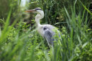 01D-1924 Grey Heron Ardea cinerea