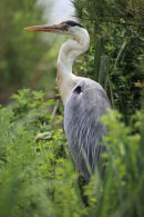 01D-1935a Grey Heron Ardea cinerea.