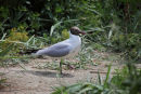 01D-1943 Black-Headed Gull Larus ridibundus