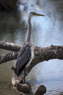 01D-1959 Grey Heron Ardea cinerea