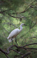 01D-2030 Little Egret Egretta garzetta Perched in Tree Camargue France