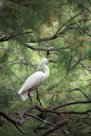 01D-2031 Little Egret Egretta garzetta Perched in Tree Camargue France