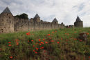 01D-2643 The Flowers of the Common Poppy Papaver rhoeas Overlooked by the Ramparts of the Medieval City of Carcassonne Aude France.