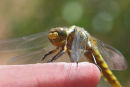 01D-4868 Immature Broad-Bodied Chaser Dragonfly Libellula depressa