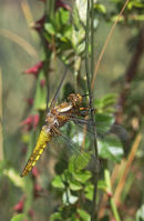 01D-4893 Immature Broad-Bodied Chaser Dragonfly Libellula depressa