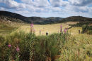 01D-7510 Hay Meadows Near the Village of Finiels in the Parc National De Cevennes France