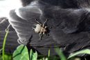 01D-7938 Louse Fly Crataerina hirundinis on a Newly Fledged House Martin