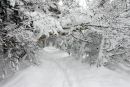 01D-8832 Winter Woodland Glenmore Forest Rothiemurchus Cairngorms Scotland