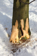 01D-9342 Tree Damage Caused by Rabbits Gnawing the Bark During an Extended Period of Harsh Winter Weather
