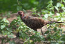 02D-3546 Female Pheasant Phasianus colchicus var. tenebrosus in Sunlit Undergrowth UK.