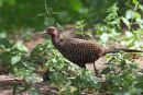 02D-3546 Female Pheasant Phasianus colchicus in Sunlit Undergrowth UK