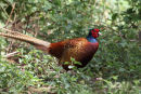 02D-3579 Male Pheasant Phasianus colchicus in Sunlit Woodland UK