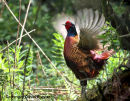 02D-3601a Male Pheasant Phasianus colchicus Displaying in a Woodland Environment UK