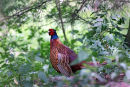 02D-3630 Male Pheasant Phasianus colchicus in Sunlit Woodland UK.