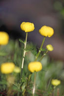 02D-3995 Globe Flower Trollius europeus Upper Teesdale County Durham.