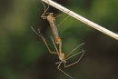 02D-4458 Mating Crane-Flies.