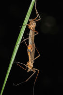 02D-4485 Mating Crane-Flies (Also Known as Daddy Long Legs)