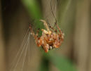 02D-5089 Close Up of a Garden Spider Araneus diadematus Feeding on Captured Prey United Kingdom