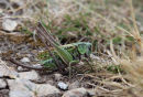 02D-7421 Female Wart-Biter Decticus verrucivorus Bush Cricket.