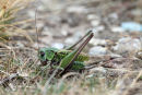 02D-7459 Female Wart-Biter Decticus verrucivorus Bush Cricket