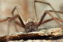 02D-7653 Close Up of a House Spider Tegenaria gigantea 