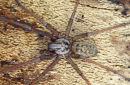 02D-7680 Close Up of a Giant House Spider Tegenaria gigantea