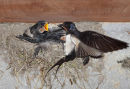 02D-8614a Adult Swallow Hirundo rustica Feeding its Young at the Nest United Kingdom