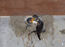 02D-8623a Adult Swallow Hirundo rustica Feeding its Young at the Nest United Kingdom