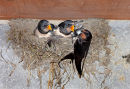02D-8743 Adult Swallow Hirundo rustica Feeding its Young at the Nest United Kingdom