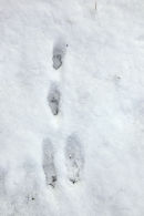 02D-9681 Close Up of Rabbit Footprints in Snow. Direction of travel towards camera