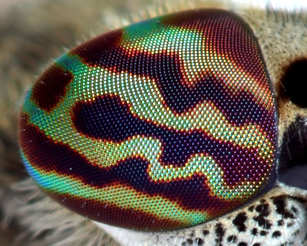 03-4089 Horse Fly Eye 100%crop